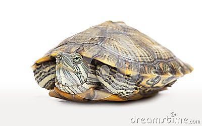 Portrait of a freshwater turtle Stock Photo