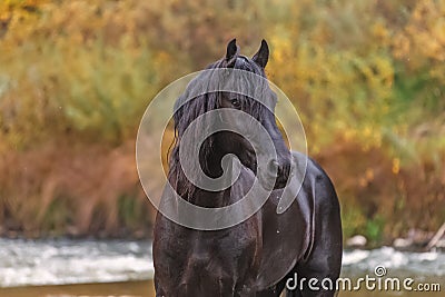 Portrait of a friesian horse Stock Photo