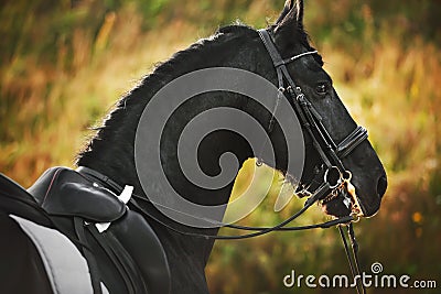 Portrait of a Friesian horse with a bridle on its muzzle and a saddle on its back, illuminated by sunlight on a summer day. Stock Photo