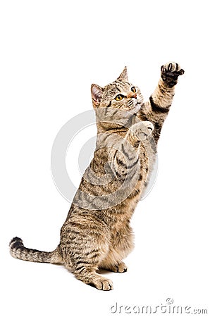 Portrait of a frisky playful cat Scottish Straight Stock Photo