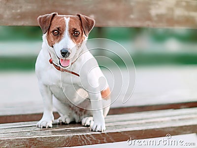 Portrait of front of cute small white and brown dog jack russel terrier sitting on wooden park bench and and looking into camera a Stock Photo