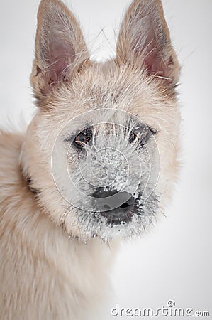 Portrait frozen dog in winter walks in the park Stock Photo