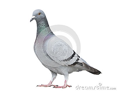 Portrait full body of gray color of speed racing pigeon bird iso Stock Photo