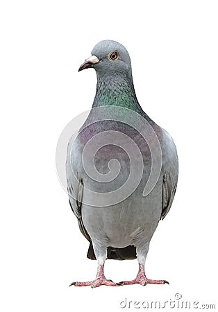 portrait full body of speed racing pigeon bird isolate white background Stock Photo