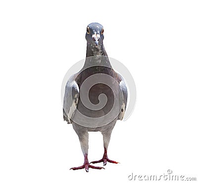 Portrait full body of speed racing pigeon bird isolated white ba Stock Photo