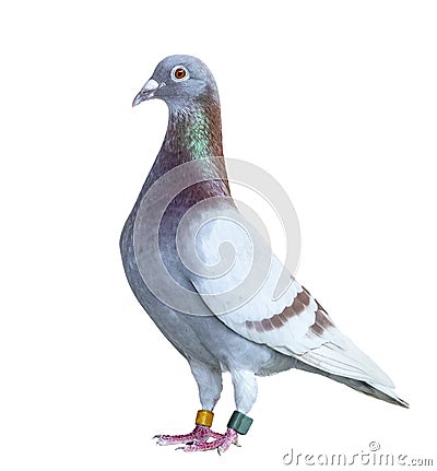 Portrait full body of speed racing pigeon red choco color isolated white background Stock Photo