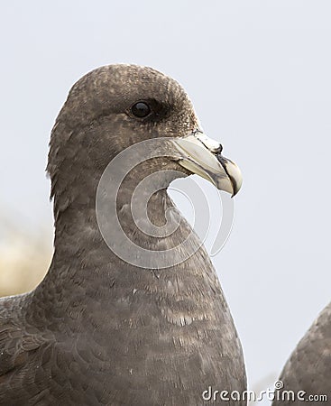 Portrait fulmar dark morphs in colonies on the island Stock Photo