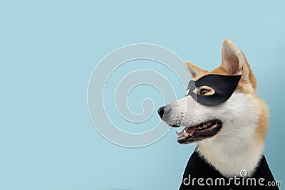 Portrait funny akita dog celebrating Halloween or carnival with a black hero costume. Isolated on blue background Stock Photo