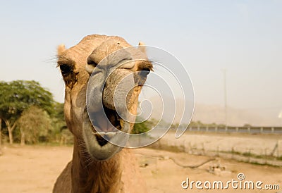 Portrait of funny camel head, Sharjah, UAE Stock Photo