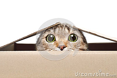 Portrait of a funny cat looking out of the box Stock Photo