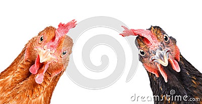 Portrait of a funny chickens Stock Photo