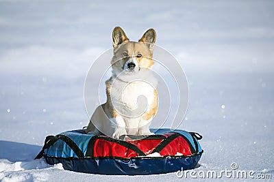 Portrait funny corgi dog puppy sits on a snow slide on a bun and rides in a winter park Stock Photo