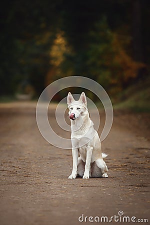 Funny cute eskimo dog with blue eyes sits on the road and licks lips and nose with tongue in autumn forest in daytime Stock Photo