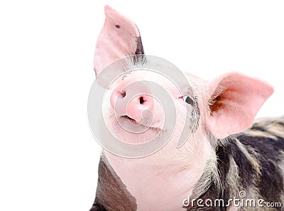 Portrait of funny cute piglet Stock Photo