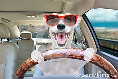 Portrait of a funny dog behind the wheel of a car Stock Photo