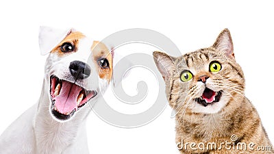 Portrait of funny dog Jack Russell Terrier and cheerful cat Scottish Straight Stock Photo