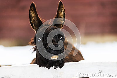 Donkey smiling and showing teeth Stock Photo