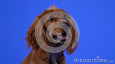 A Funny Cocker Spaniel Lies with Its Front Legs Stretched Out in Front of Itself and Looks Around. Pet in the Studio on Stock Video - Video of lies, studio: 209374383 A Funny Cocker Spaniel Lies with Its Front Legs Stretched Out in Front of Itself and Looks Around. Pet in the Studio on Stock Video - Video of lies, studio: 209374383