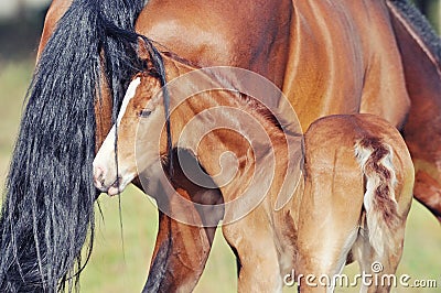Portrait of funny foal with his mother Stock Photo