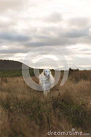 Portrait of funny and free beige dog breed russian borzoi running in the field at sunset Stock Photo