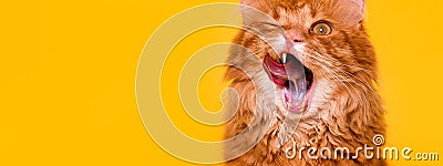 Portrait of funny ginger domestic cat with widly open moth and long tounge out. Burmese Kitten lick with tongue. Tasty Stock Photo