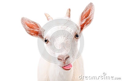 Portrait of a funny goat showing tongue Stock Photo