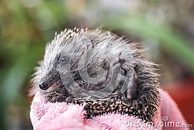 Portrait of a funny hedgehog laying on his back. Young charming spiny european hedgehog erinaceus albiventris on hand. Stock Photo