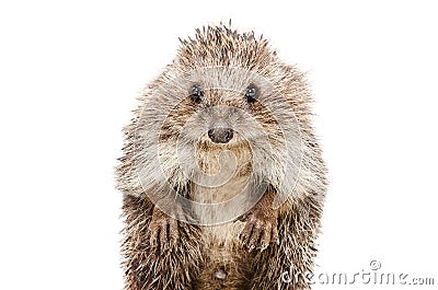 Portrait of a funny hedgehog standing on his hind legs Stock Photo