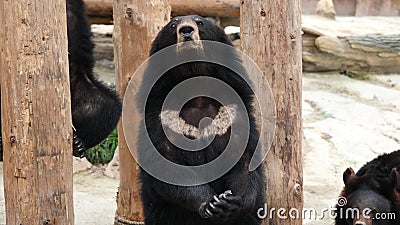 Portrait of a Funny Himalayan Black Bear Standing on Its Hind Paws Looking  at Someone and Asking for Food. 4K Video, Slow Motion Stock Video - Video  of animal, adorable: 140433873