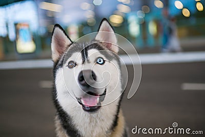 Portrait of funny Husky dog with heterochromia different eyes outdoors Stock Photo