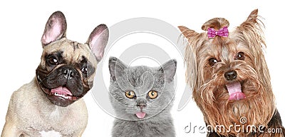 Portrait of a funny kitten and two happy puppies Stock Photo