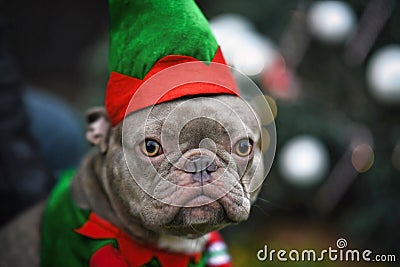 Portrait of funny lilac French Bulldog dog dressed up as christmas elf wearing costume with green and red hat Stock Photo