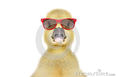 Portrait of a funny little gosling in red sunglasses Stock Photo