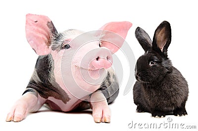 Portrait of a funny little pig and cute black rabbit Stock Photo