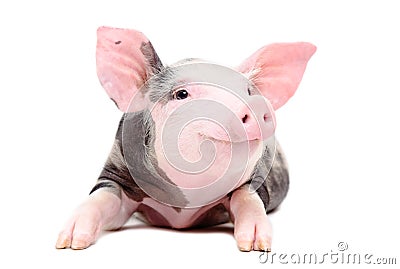 Portrait of the funny little pig Stock Photo