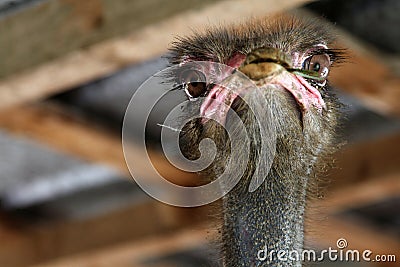 Portrait of funny ostrich Stock Photo