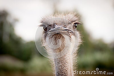 Portrait of funny ostrich 2 Stock Photo