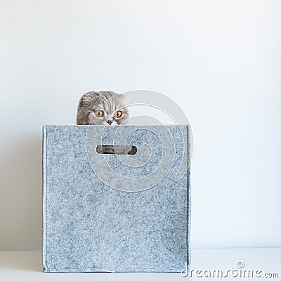 Portrait of a funny pedigreed Scottish fold cat, looking out of a gray felt basket box Stock Photo