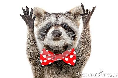 Portrait of a funny raccoon in bow showing a rock gesture Stock Photo