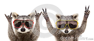 Portrait of a funny raccoons in sunglasses showing a gesture Stock Photo