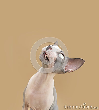 Portrait funny sphynx cat lookin gup begging food. Isolated on beige background Stock Photo