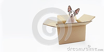 Portrait of a funny sphynx cat looking out of the carton box isolated on white background Stock Photo