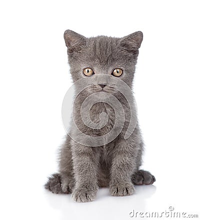 Portrait funny tiny gray kitten. on white background Stock Photo