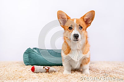 Portrait of funny Welsh corgi Pembroke or cardigan puppy, which obediently sits on the carpet, front view. Pet bed and Stock Photo