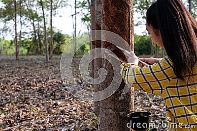Portrait gardener young Asia women tapping latex from a rubber tree form Thailand Stock Photo