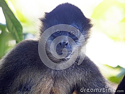 Portrait of Geoffroy`s spider monkey, Ateles geoffroyi, sitting in the branches of a tall tree. Costa Rica Stock Photo