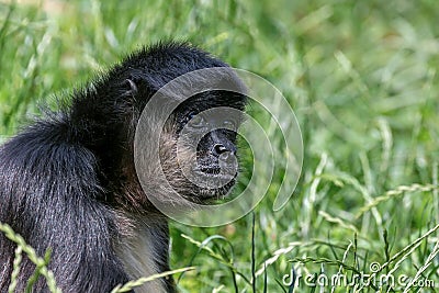 Portrait of Geoffroy Spider Monkey Ateles geoffroyi Black handed spider monkey Stock Photo