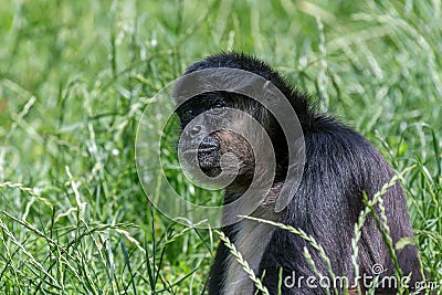 Portrait of Geoffroy Spider Monkey (Ateles geoffroyi) Black handed spider monkey Stock Photo