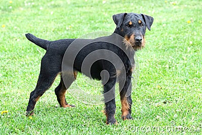Portrait of German Hunting Terrier Stock Photo