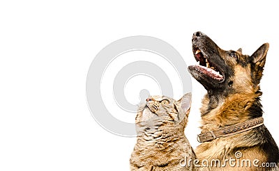 Portrait of a German shepherd and a cat Scottish Straight Stock Photo